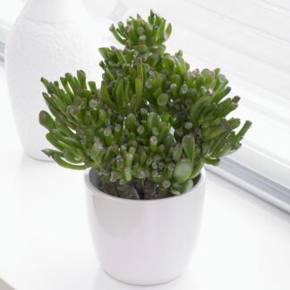 Crassula Ovata Hobbit - Jade Plant