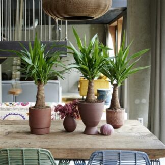 Indoor Yucca - Maya Tree  - Perfect To Brighten Up The Home - Circa 70-90cms