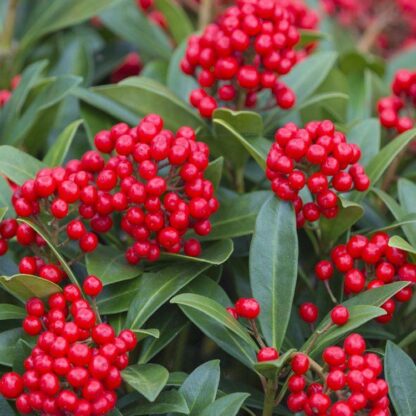 Skimmia Japonica Temptation