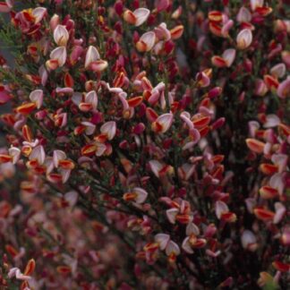 Cytisus Zeelandia - Broom - Large
