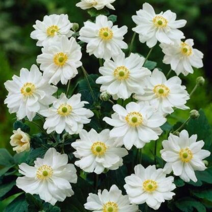 Anemone Hupehensis 'Snow Angel'