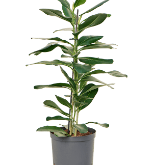 Ficus Smile Microcarpa