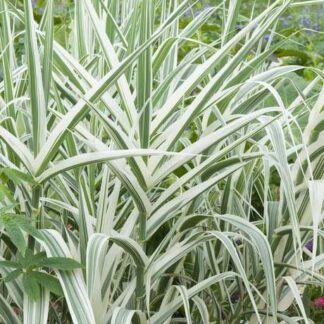 Arundo Donax Variegata - Ornamental Grass