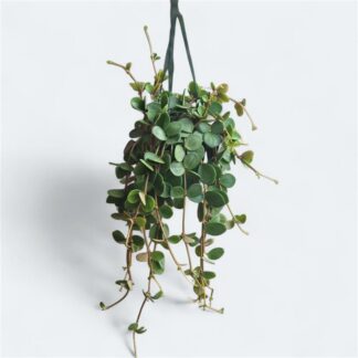 Peperomia 'Hope' Hanging Basket