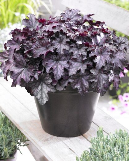 Heuchera Blackberry Jam