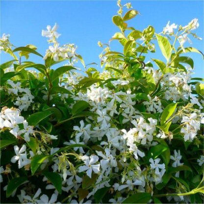 Star Jasmine - Fragrant Evergreen Trachelospermum Climber Pyramid in Bud & Bloom
