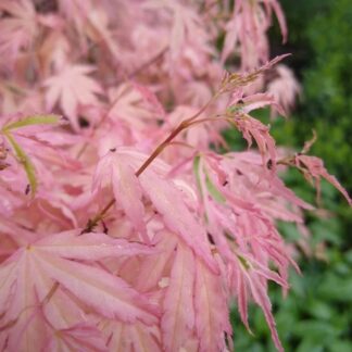 Acer Palmatum 'Iyoshi'