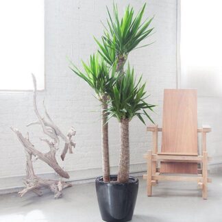 Yucca Elephantipes - Large Specimen Indoor Yucca Tree - 130-150cm