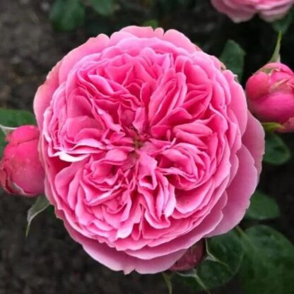 Rose 'Felicia'