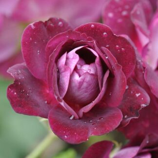 Rose 'Burgundy Ice' - Floribunda Rose