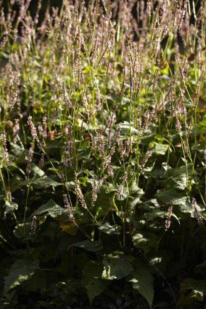 Persicaria Amplexicaulis 'Rosea'