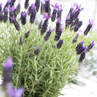 French Lavender in Bud & Bloom - Lavender Stoechas Anouk - Midnight Purple Lavendula