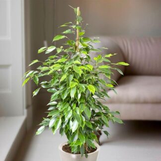 Ficus Benjamina Anastasia - Weeping Fig Tree - House Plant