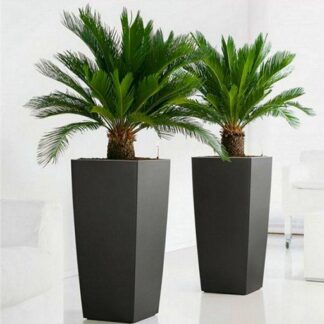 Pair of King Sago Palm Trees - Cycad - Cycas Revoluta 50-60cm With Fluted Black Planters
