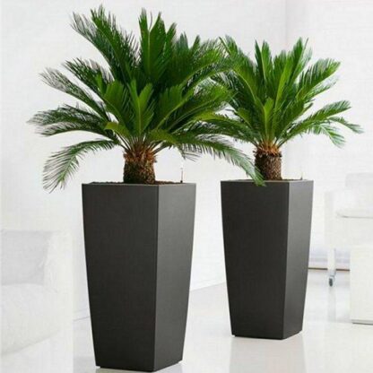 Pair of King Sago Palm Trees - Cycad - Cycas Revoluta 50-60cm With Fluted Black Planters
