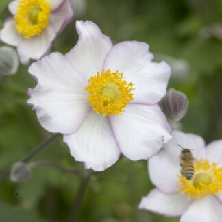 Anemone 'Hadspen Abundance' - Japanese Anemone