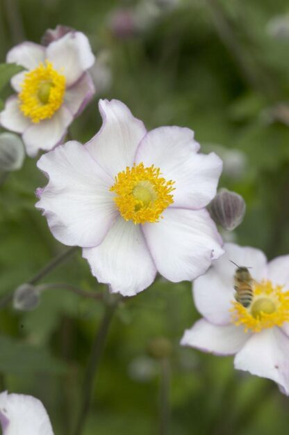 Anemone 'Hadspen Abundance' - Japanese Anemone