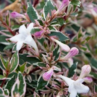Abelia Grandiflora Confetti - Large Confetti Abelia