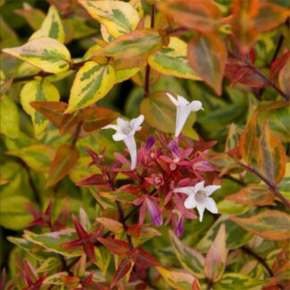 Abelia Kaleidoscope - Multicoloured Abelia - Large Specimen