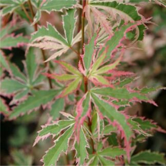 Acer Palmatum Butterfly - Japanese Maple