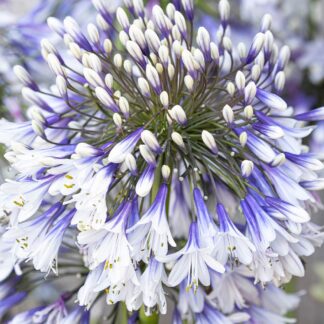 Agapanthus 'Fireworks' - Lily of The Nile - XL Plant - in Bud & Bloom
