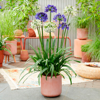 Agapanthus 'Ever Couple' - Lily of The Nile - XL Plant - in Bud & Bloom