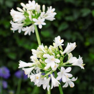 Agapanthus 'Ever White' - Lily of The Nile - in Bud & Bloom