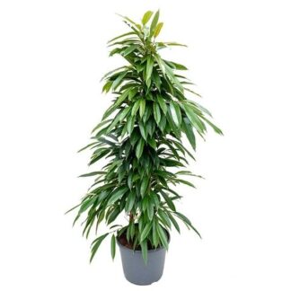 Ficus Binnendijkii Amstel King - Circa 100-110cm