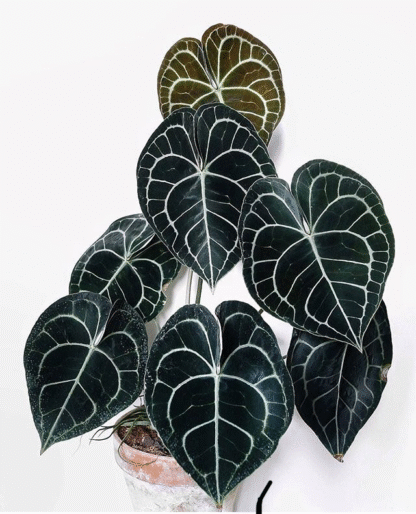 Anthurium Clarinervium