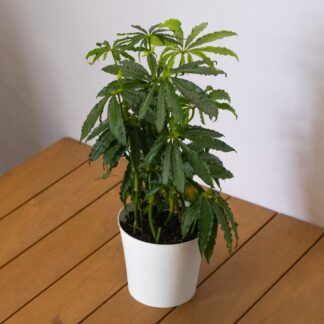 Anthurium Polyschistum