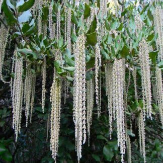 Garrya Thurettii - Silk Tassle