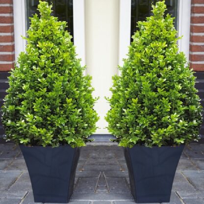Pair of Premium Quality Topiary Buxus Pyramids With Stylish Contemporary Flared Slate Black Planters