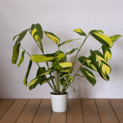 Calathea Ctenanthe Golden Mosaic