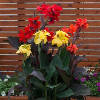 Dwarf Canna -  Happy Collection - Lucky Dip