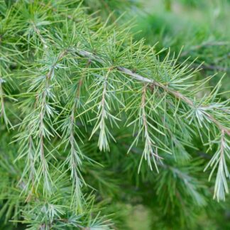 Cedrus Deodara - Evergreen Deodar Cedar Tree