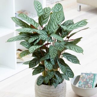 Ctenanthe Setosa Compact Star - Fishbone Prayer Plant - Never Never Plant