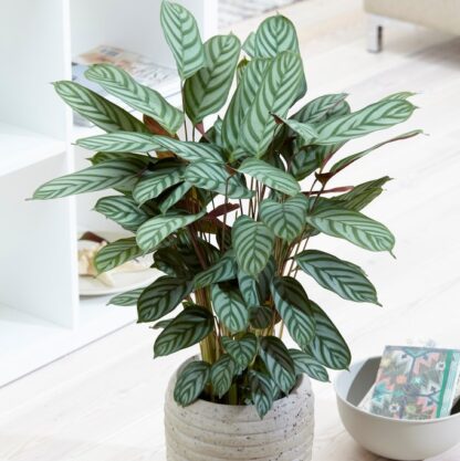 Ctenanthe Setosa Compact Star - Fishbone Prayer Plant - Never Never Plant