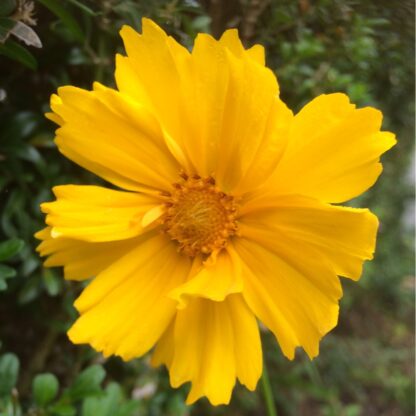 Coreopsis Grandiflora "Mayfield Giant"