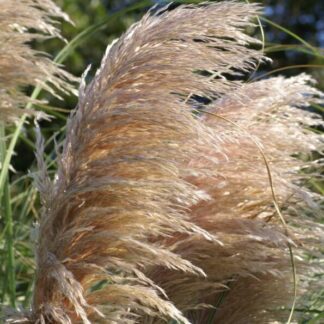 Cortaderia Copper Mistral  'Pampas Grass'