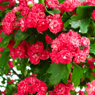 Crataegus Laevigata Rosea Flore Pleno - Pink Hawthorn - Circa 180-200cm