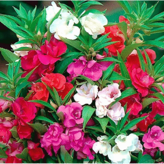 Impatiens Balsamina - Double Flowered