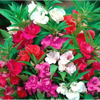 Impatiens Balsamina - Double Flowered