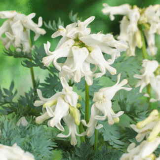 Dicentra Amore Titanium