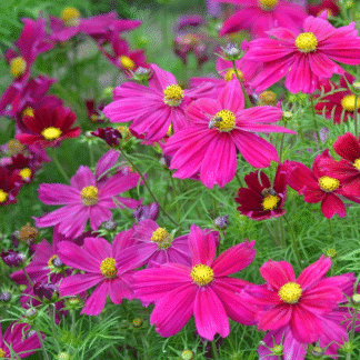 Cosmos Casanova Violet - Garden Colour Daisy