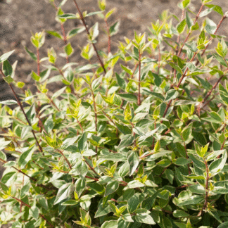 Abelia Grandiflora Lucky Lots