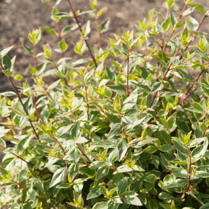 Abelia Grandiflora Lucky Lots
