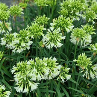 Agapanthus 'Emerald Ice' - Lily of The Nile - XL Plant - in Bud & Bloom