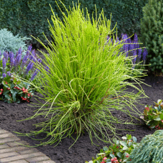 Platycladus Orientalis 'Franky Boy' - Oriental Thuja