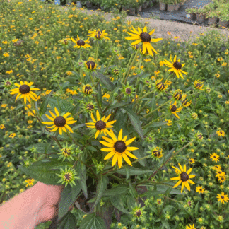 Rudbeckia Fulgida Little Goldstar - Black Eyed Susan