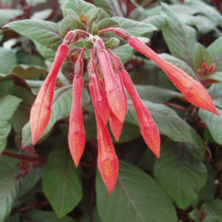 Fuchsia Tryphyllia 'Insulinde'